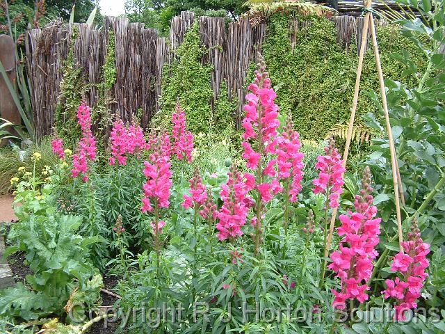 Snapdragons pink